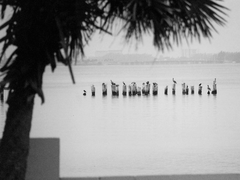 pelicans photo
